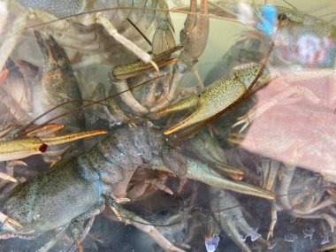 Akvaryum cam kutusunda ya da akvaryum akvaryumunda yaşayan mavi kerevit karidesi.