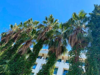 Beyaz sarayın yanında yemyeşil yaprakları olan tropik palmiye ağaçları, tatil köyü inşaatı. Seyahat, yaz tatili konsepti.