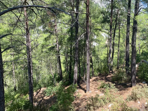 Kozalaklı Bir Ormanda Ince Çam Ağaçları — Stok fotoğraf