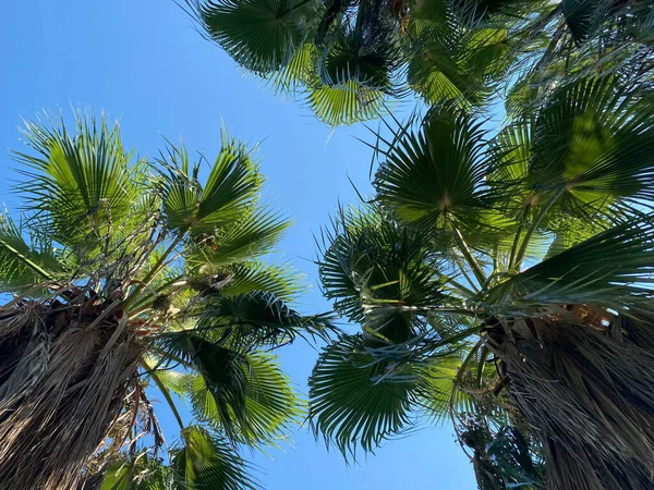夏日阳光明媚 蓝天映衬着两只又高又软的棕榈 柑橘类水果在一个棕榈上看得见 底部视图 远处覆盖着绿林的群山 — 图库照片