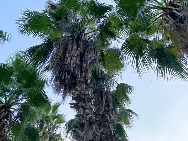 Liście Palmy Owocami Dat Tle Nieba Szczyty Palm — Zdjęcie stockowe