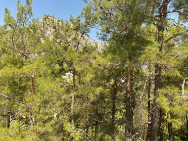 Yeşil çalılar ve yapraklarla çevrili ağaç kozalaklı ormanların ortasında köklerle dolu gizemli bir yol..