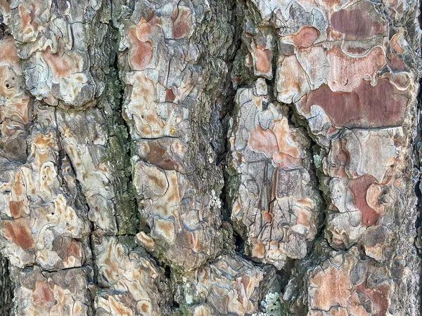 Altes Holz Baum Textur Hintergrundmuster — Stockfoto