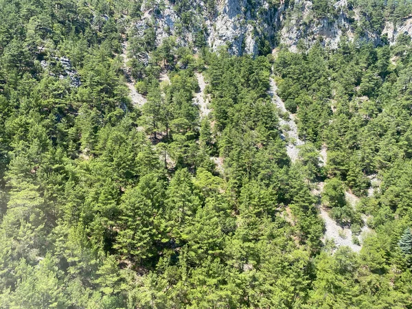 Grüne Nadelbäume Laubwald Draufsicht — Stockfoto