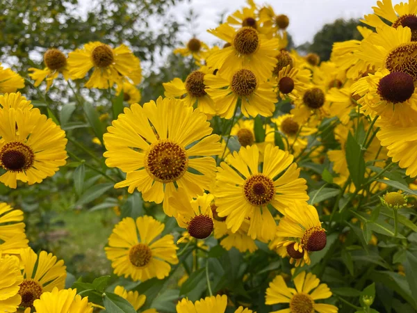 Schöne Löwenzahn Hintergrund Gelbe Blumen Blüht Garten — Stockfoto