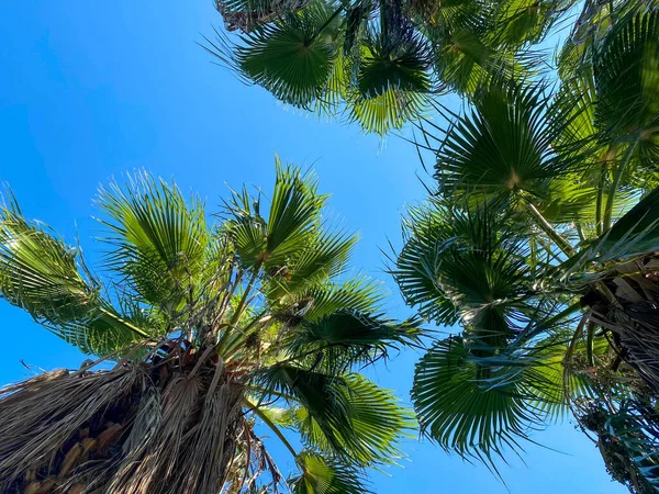 Palmen Vor Blauem Himmel Mit Flauschig Weißen Wolken Auf Der — Stockfoto