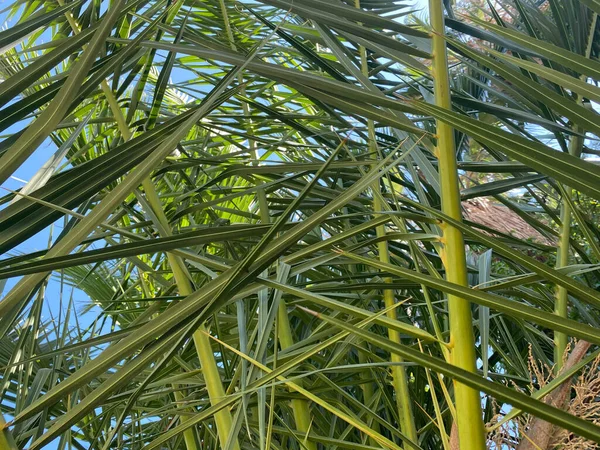 Palm Koyu Yeşil Renkli Bırakır Hindistan Cevizi Palmiye Ağaçları Atmosferik — Stok fotoğraf