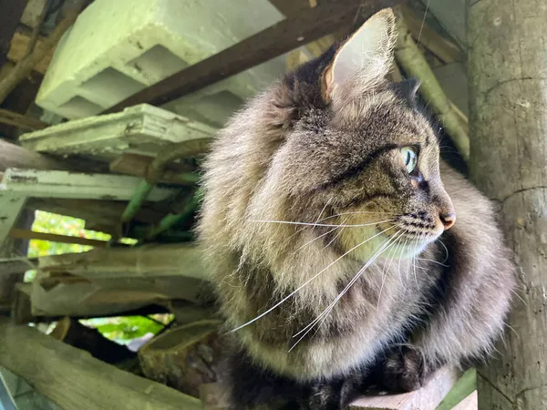 Das Porträt Einer Grauen Katze Mit Grünen Augen Herbstpark — Stockfoto