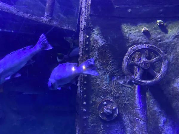 Крышка Верхнего Люка Подводной Лодки Красным Вращающимся Колесом Клапана — стоковое фото