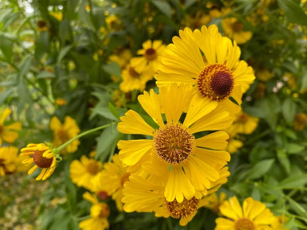 Nahaufnahme Der Gelben Kosmos Blume Auf Unscharfem Grünem Hintergrund Unter — Stockfoto