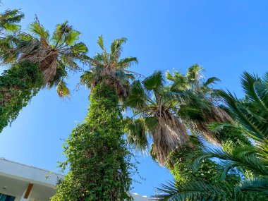 Hindistan cevizi hurma başları üzerinde mavi gökyüzü.