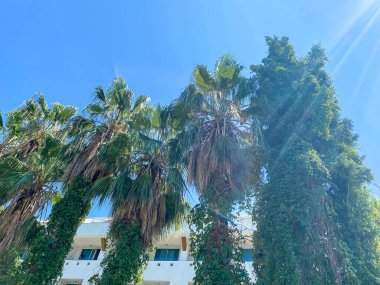 Gün ışığı güneşli görünümüne sarı otel balkon palm ağaçlar arka plan üzerinde. Parlak mavi berrak gökyüzü. Negatif kopya alanı ve metin için yer. Arabalar Cannes, Fransa Kaldırıma park.