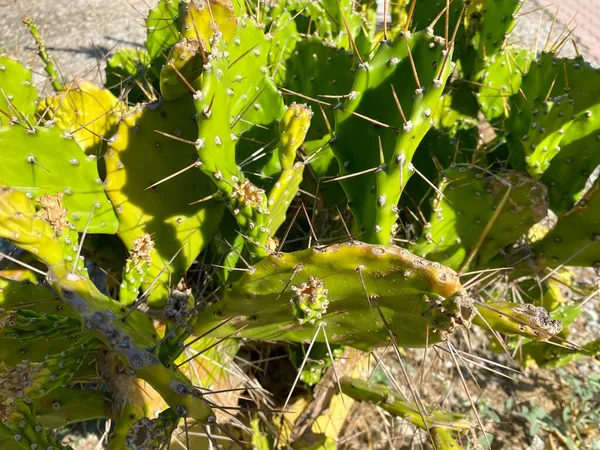 Vértes Hosszú Tüskék Kaktusz — Stock Fotó