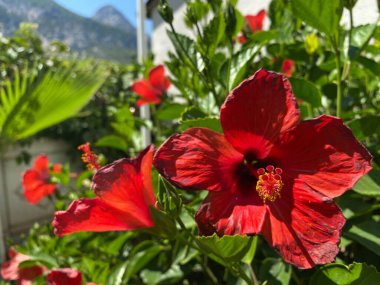 Parkta kırmızı çiçek ve yeşil bitkiler olan güzel bir arka plan..