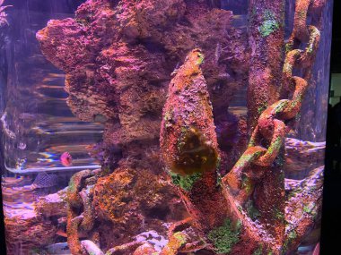 eski paslı gemi çapa closeup, vintage akvaryum dekorasyon okyanusta dibinde.