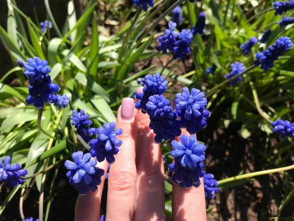 Две Женские Руки Протянуты Длинному Голубому Цветку Поле Мягкое Размытие — стоковое фото