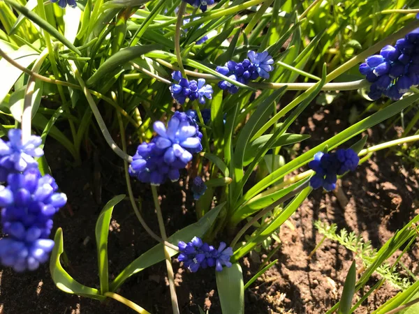 Задний План Лугового Растения Голубые Маленькие Цветы Незабудка Близко Зеленая — стоковое фото