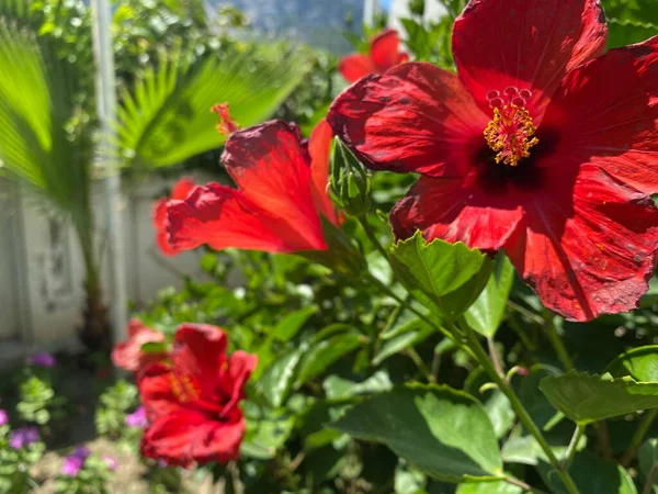 Κόκκινο Λουλούδι Σταγόνες Νερού Πέταλα Φόντο Πράσινων Φυτών — Φωτογραφία Αρχείου