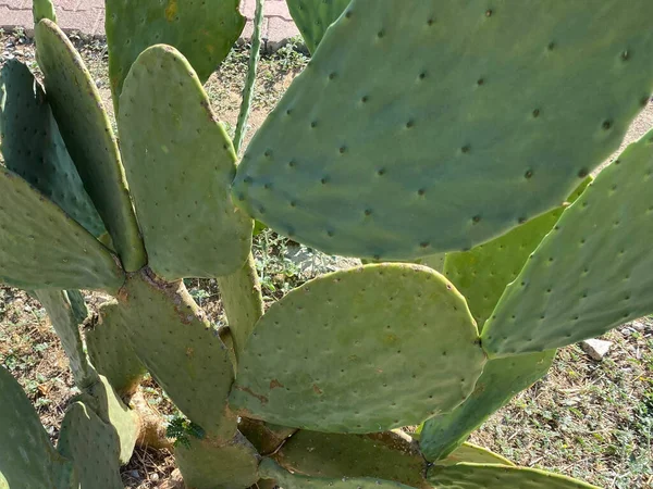 Nedves Kaktusz Teljes Képkockája — Stock Fotó