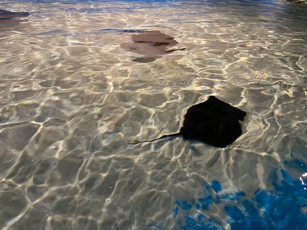 Stingray Zwemt Onder Blauw Water Close Stingray Door Aquarium Venster — Stockfoto