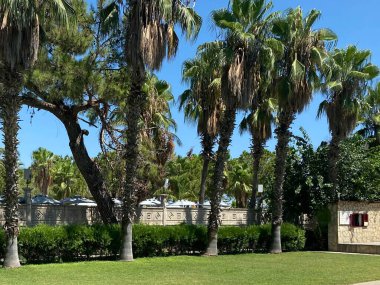 Palmiye, portakal ağaçları ve yeşil çimenler ile Tropikal bahçe.