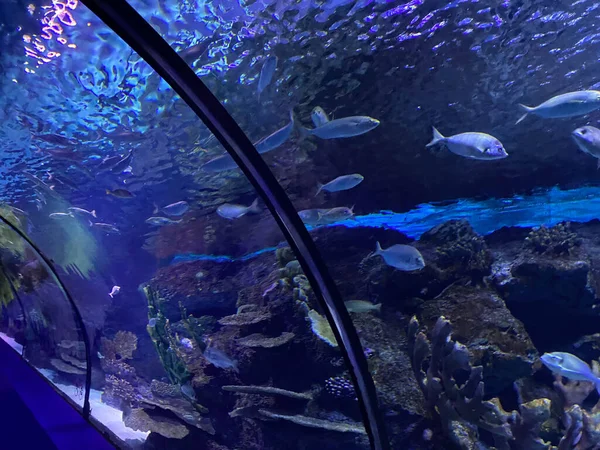 Glass Tunnel Oceanografic Aquarium Valencia Spain — Stock Photo, Image