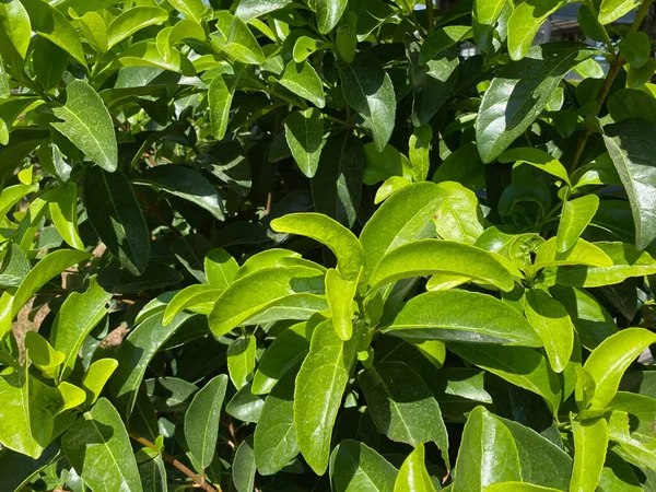 Verse Groene Bladeren Van Planten Bos Natuur Achtergrond Textuur — Stockfoto