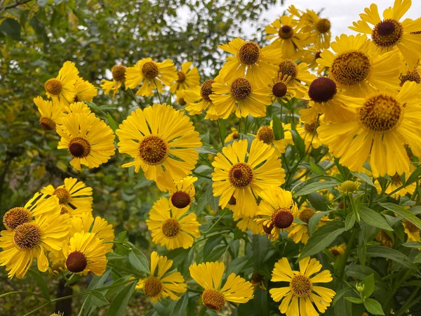 Schöne Löwenzahn Hintergrund Gelbe Blumen Blüht Garten — Stockfoto