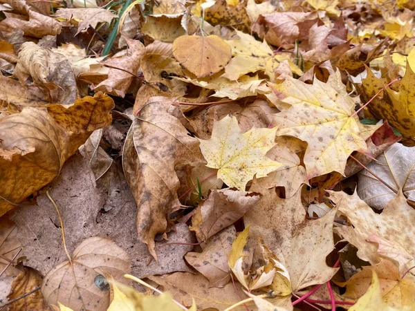 Barevné Pozadí Podzimních Listů — Stock fotografie