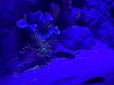 Soyut sualtı sahnesi Güneş derin mavi denizde ışıldıyor.