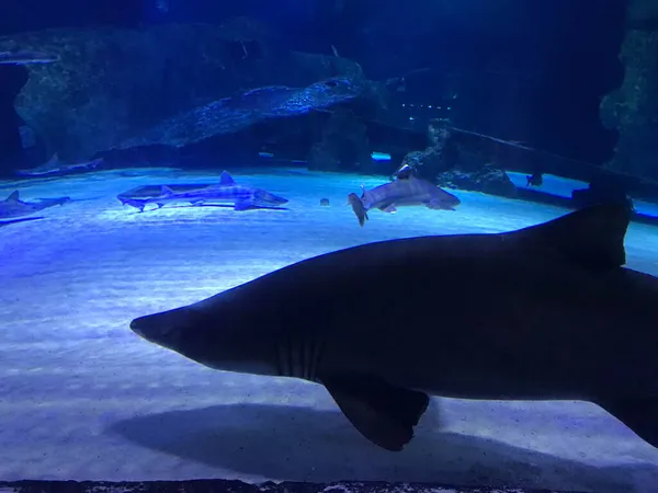 Haaien Zwemmen Tussen Een School Vissen Het Georgia Aquarium — Stockfoto