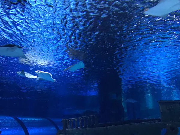 Sea Stingray Vie Marine Aquarium Marin Avec Poissons Coraux — Photo