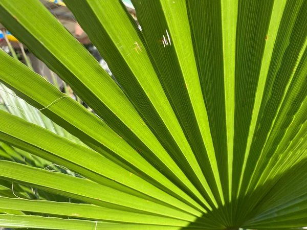 拉塔尼亚的棕榈叶 海背景 — 图库照片