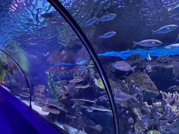 Fish Blue Aquarium Onderwatertunnel Istanbul Turkije — Stockfoto