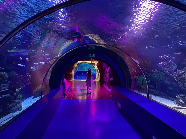 Duży Piękny Okrągły Szklany Tunel Pod Wodą Akwarium Różnymi Rybami — Zdjęcie stockowe
