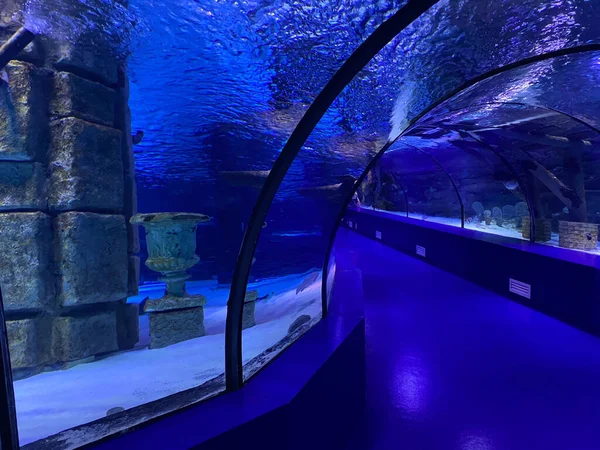 Large Beautiful Glass Tunnel Water Aquarium Different Fish Concept Tourism — Stock Photo, Image