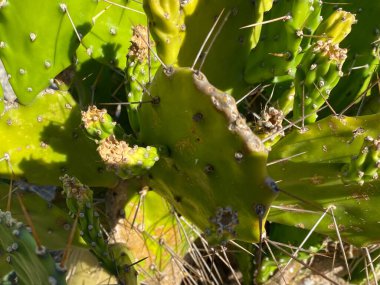 Kaktüse yakın çekim, yukarıdan görüş. Çivili yeşil bir kaktüsün parçası..