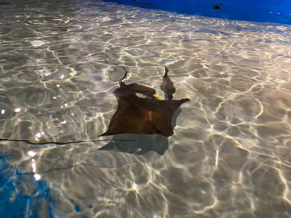 Sluit Een Mooie Pijlstaartrog Blauwe Oceaan Lachende Stingray Zwemt Onder — Stockfoto