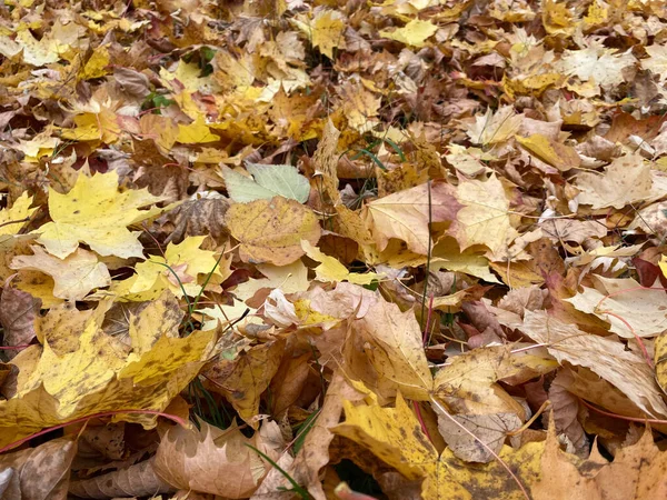 Zblízka Pohled Padlé Podzimní Listy Žluté Červené Momiji Listy — Stock fotografie