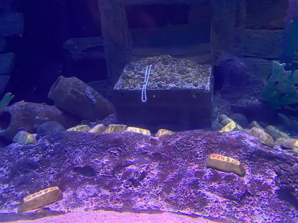 Skrzynia Monetami Pod Wodą — Zdjęcie stockowe