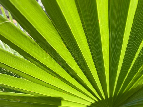 意大利夏季扇形棕榈绿叶的特写与背景 — 图库照片