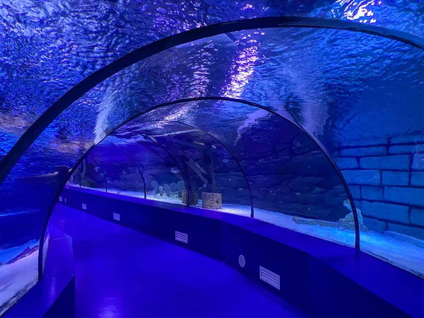 Grote Mooie Ronde Glazen Tunnel Onder Water Het Aquarium Met — Stockfoto