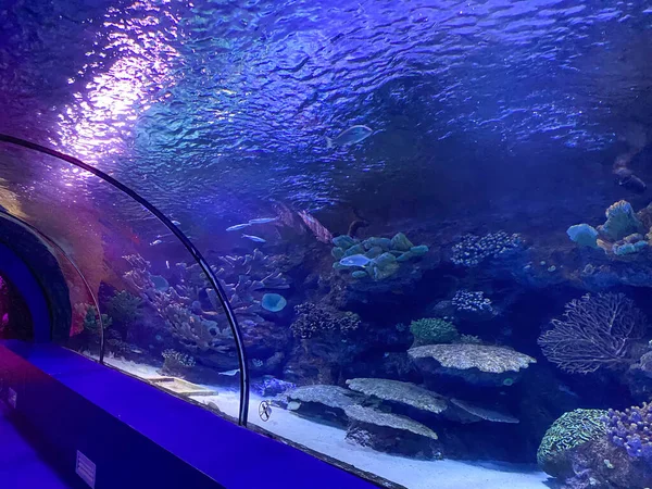 Grote Mooie Ronde Glazen Tunnel Onder Water Het Aquarium Met — Stockfoto