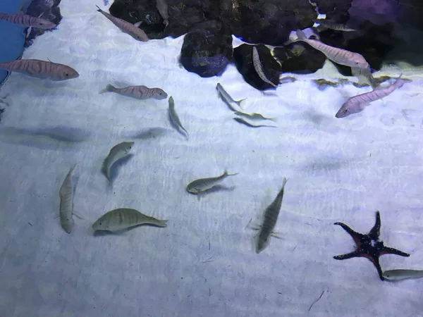 Peixes Lindos Várias Cores Nadam Aquário Debaixo Água Oceano Recife — Fotografia de Stock