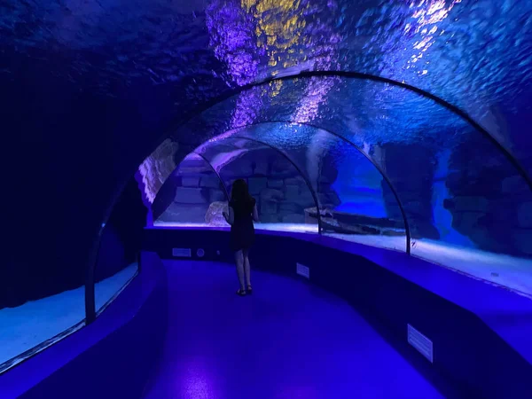 異なる魚と水族館で水の下に大きな美しい丸いガラスのトンネル コンセプト 海の世界 ダイビング — ストック写真