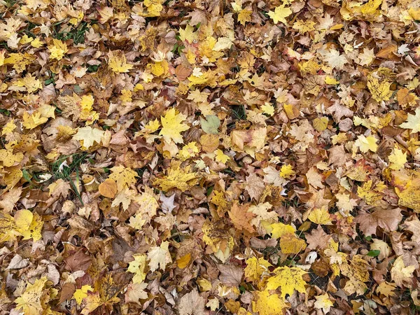 Barevné Podzimní Listí Přírodní Pozadí — Stock fotografie
