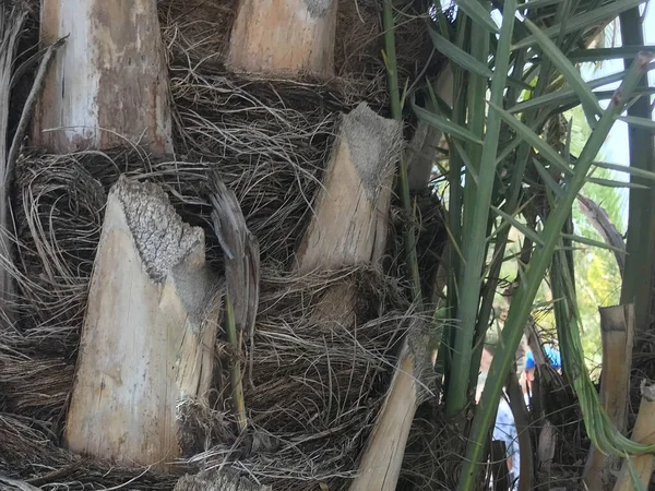 Palmiye Ağacı Gövdesi Resmi Kapat — Stok fotoğraf