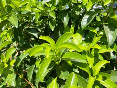 Yeşil yaprak dokusu. Yaprak dokusu arkaplanı.