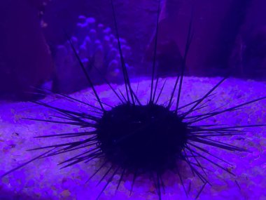 Akvaryumdaki kumun altında mavi ışıklandırmalı deniz kestanesi..