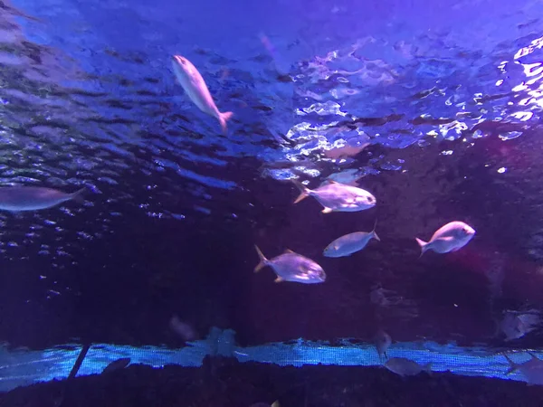 Beaux Poissons Multicolores Nagent Dans Aquarium Sous Eau Dans Océan — Photo